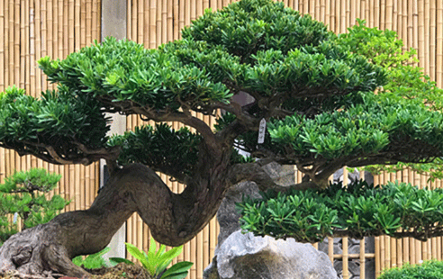 Cung cấp các loại cây cảnh cho công trình