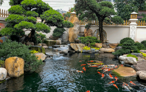 Thiết kế thi công hồ koi 